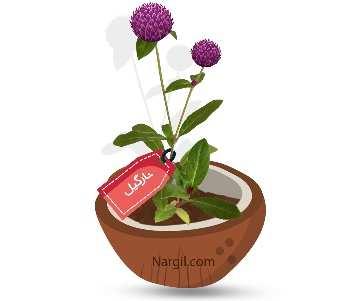  Nargil - Globe Amaranth